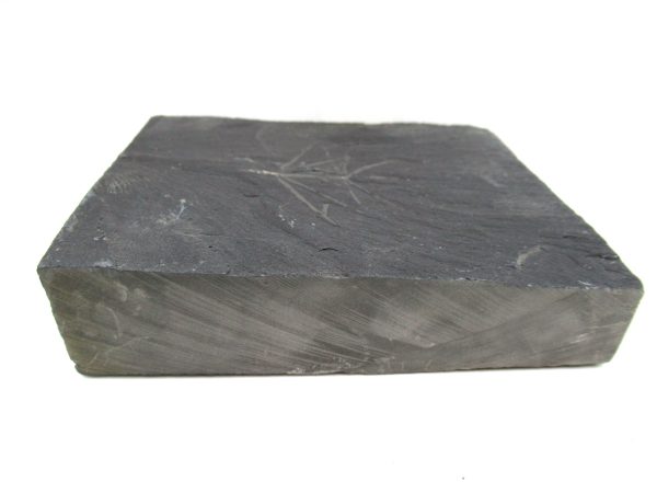 Carboniferous Fern from Germany #11 - Image 3