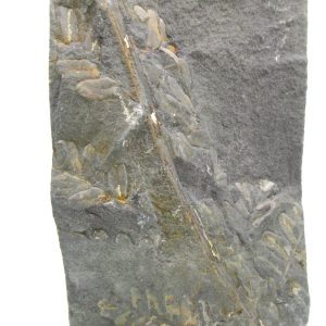 Carboniferous Fern from Germany #13