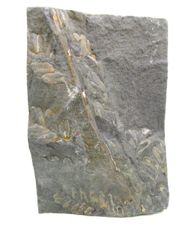 Carboniferous Fern from Germany #13
