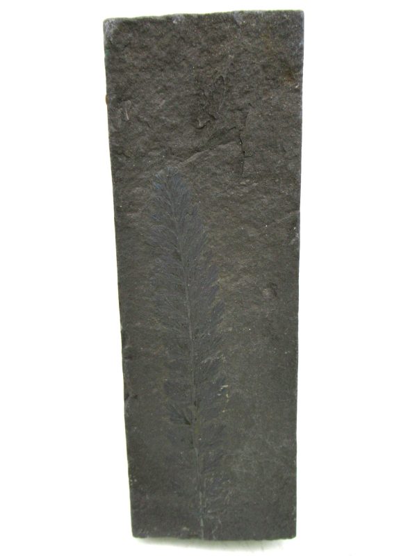 Carboniferous Fern from Germany #14