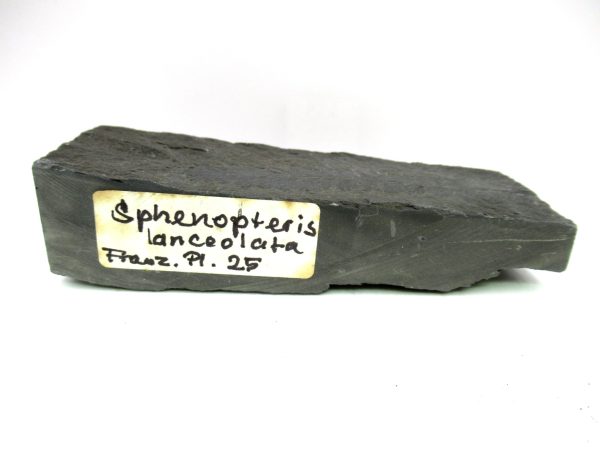 Carboniferous Fern from Germany #14 - Image 3