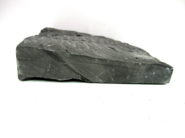 Carboniferous Fern from Germany #16 - Image 3