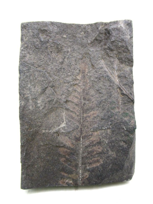 Carboniferous Fern from Germany #17