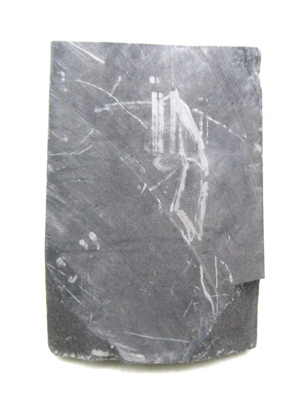 Carboniferous Fern from Germany #17 - Image 2