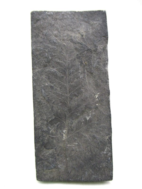 Carboniferous Fern from Germany #18
