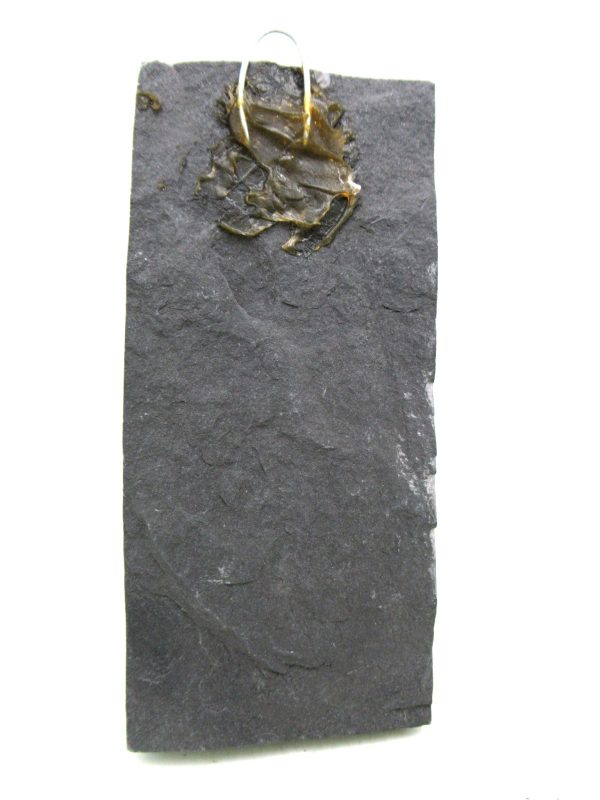 Carboniferous Fern from Germany #18 - Image 2
