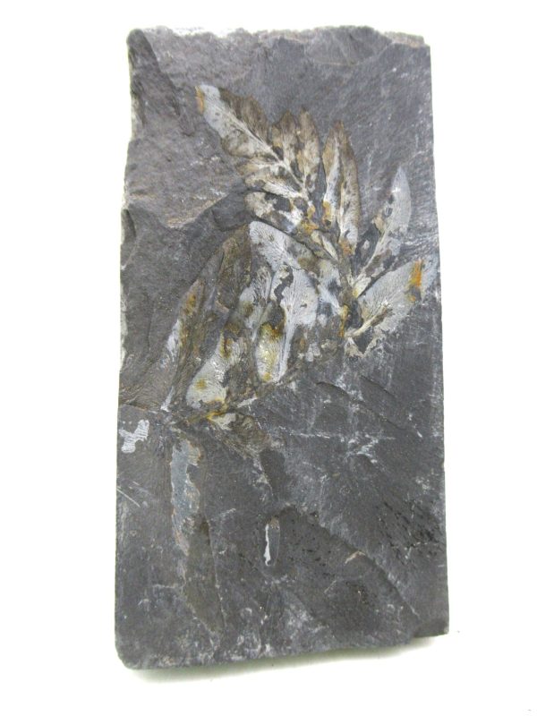 Carboniferous Fern from Germany #19