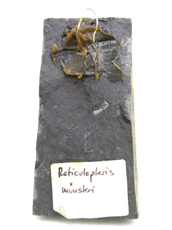 Carboniferous Fern from Germany #19 - Image 2