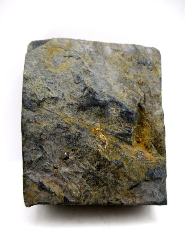Carboniferous Fern from Germany #1 - Image 2