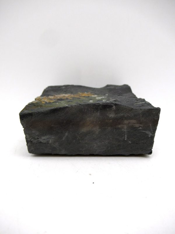 Carboniferous Fern from Germany #1 - Image 3