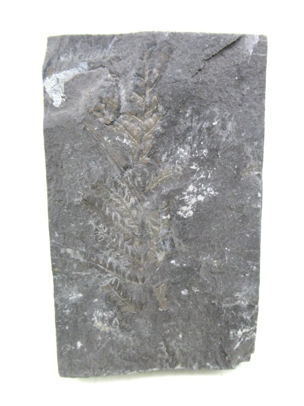 Carboniferous Fern from Germany #20