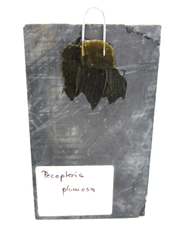 Carboniferous Fern from Germany #20 - Image 2