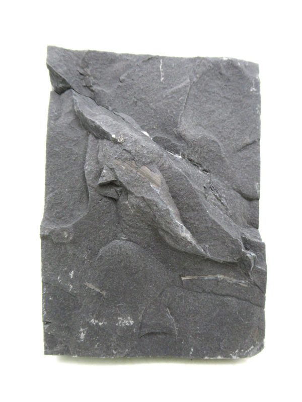 Carboniferous Fern from Germany #21 - Image 2