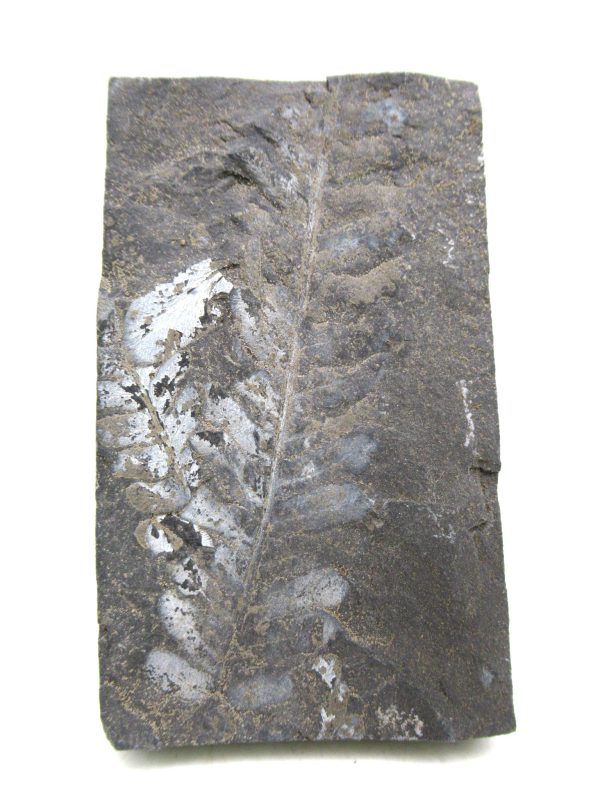 Carboniferous Fern from Germany #22