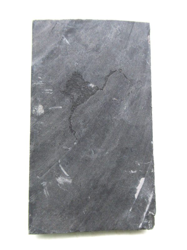 Carboniferous Fern from Germany #22 - Image 2