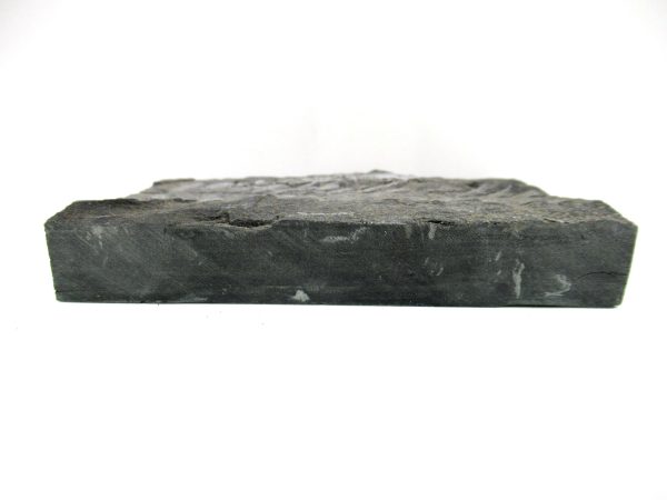 Carboniferous Fern from Germany #22 - Image 3