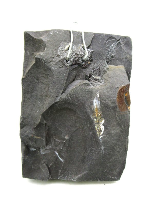 Carboniferous Fern from Germany #24 - Image 2