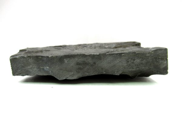 Carboniferous Fern from Germany #24 - Image 3