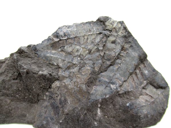 Carboniferous Fern from Germany #4 - Image 2