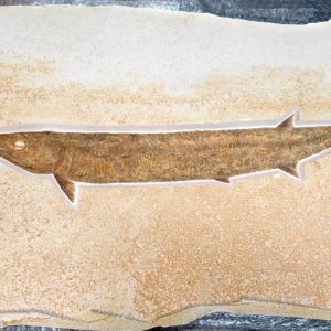 Genuine Jurassic Age Solnhofen Aspidorhynchus Fish Fossil for Sale from Germany #12