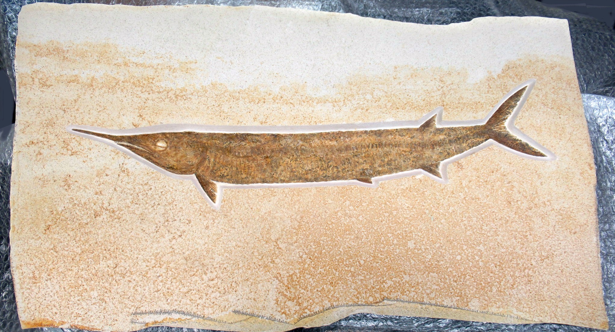 Genuine Cretaceous Age Raptor Dinosaur Tooth Fossils For Sale From Morocco #53