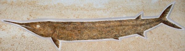 Genuine Jurassic Age Solnhofen Aspidorhynchus Fish Fossil for Sale from Germany #12a