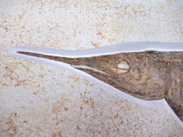 Genuine Jurassic Age Solnhofen Aspidorhynchus Fish Fossil for Sale from Germany #12b