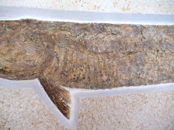 Genuine Jurassic Age Solnhofen Aspidorhynchus Fish Fossil for Sale from Germany #12c