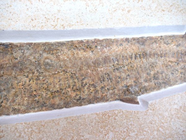 Genuine Jurassic Age Solnhofen Aspidorhynchus Fish Fossil for Sale from Germany #12d