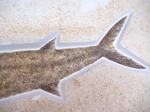 Genuine Jurassic Age Solnhofen Aspidorhynchus Fish Fossil for Sale from Germany #12e