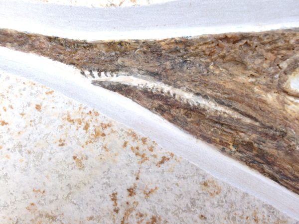 Genuine Jurassic Age Solnhofen Aspidorhynchus Fish Fossil for Sale from Germany #12f