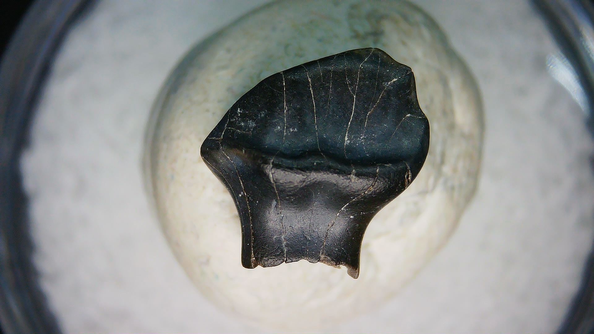 Montana Cretaceous Judith River Ankylosaurus Tooth 75 | Fossils for Sale Genuine Cretaceous Age Judith River Ankylosaurus Dinosaur Tooth Fossil for Sale from Montana #75