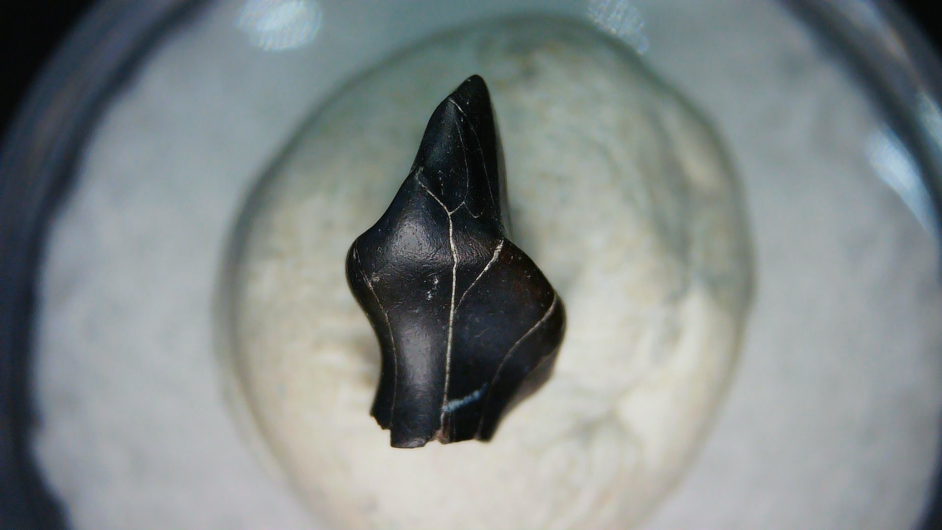 Montana Cretaceous Judith River Ankylosaurus Tooth 75a | Fossils for Sale Genuine Cretaceous Age Judith River Ankylosaurus Dinosaur Tooth Fossil for Sale from Montana #75a