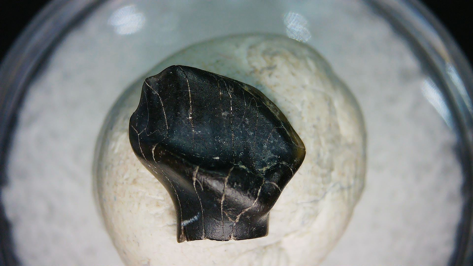 Montana Cretaceous Judith River Ankylosaurus Tooth 75b | Fossils for Sale Genuine Cretaceous Age Judith River Ankylosaurus Dinosaur Tooth Fossil for Sale from Montana #75b