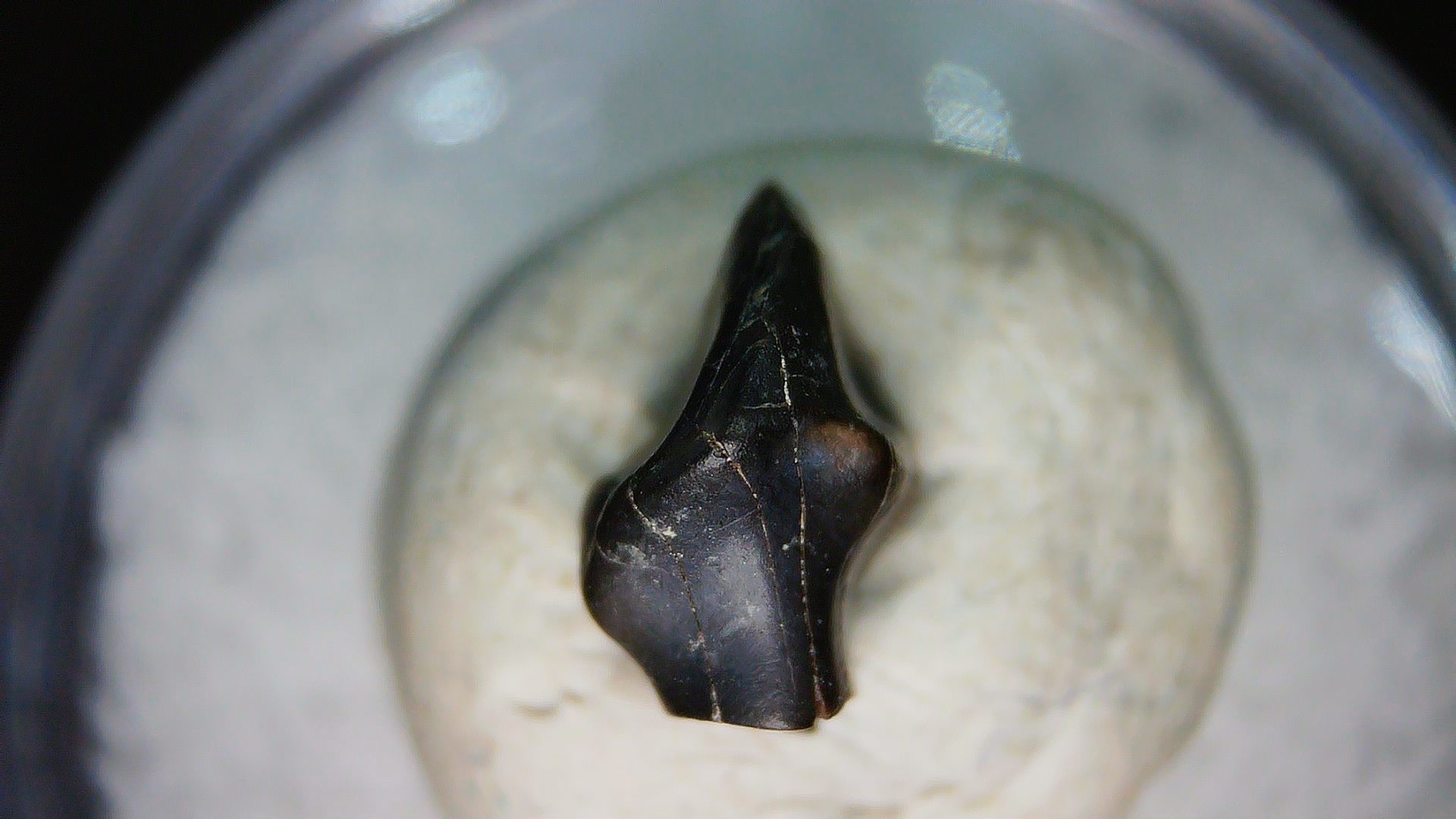 Montana Cretaceous Judith River Ankylosaurus Tooth 75c | Fossils for Sale Genuine Cretaceous Age Judith River Ankylosaurus Dinosaur Tooth Fossil for Sale from Montana #75c