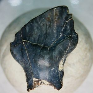 Genuine Cretaceous Age Judith River Ankylosaurus Dinosaur Tooth Fossil for Sale from Montana #77