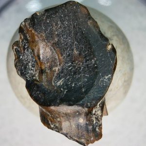 Genuine Cretaceous Age Judith River Ankylosaurus Dinosaur Tooth Fossil for Sale from Montana #78