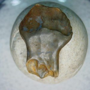 Genuine Cretaceous Age Judith River Ankylosaurus Dinosaur Tooth Fossil for Sale from Montana #79