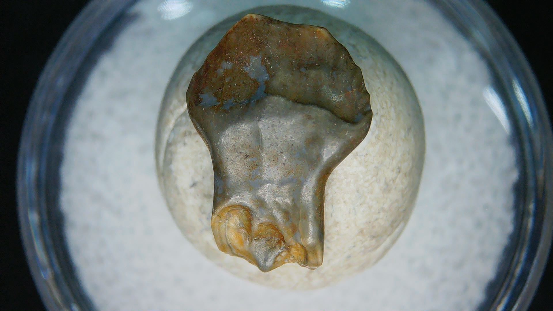 Montana Cretaceous Judith River Ankylosaurus Tooth 79 | Fossils for Sale Genuine Cretaceous Age Judith River Ankylosaurus Dinosaur Tooth Fossil for Sale from Montana #79