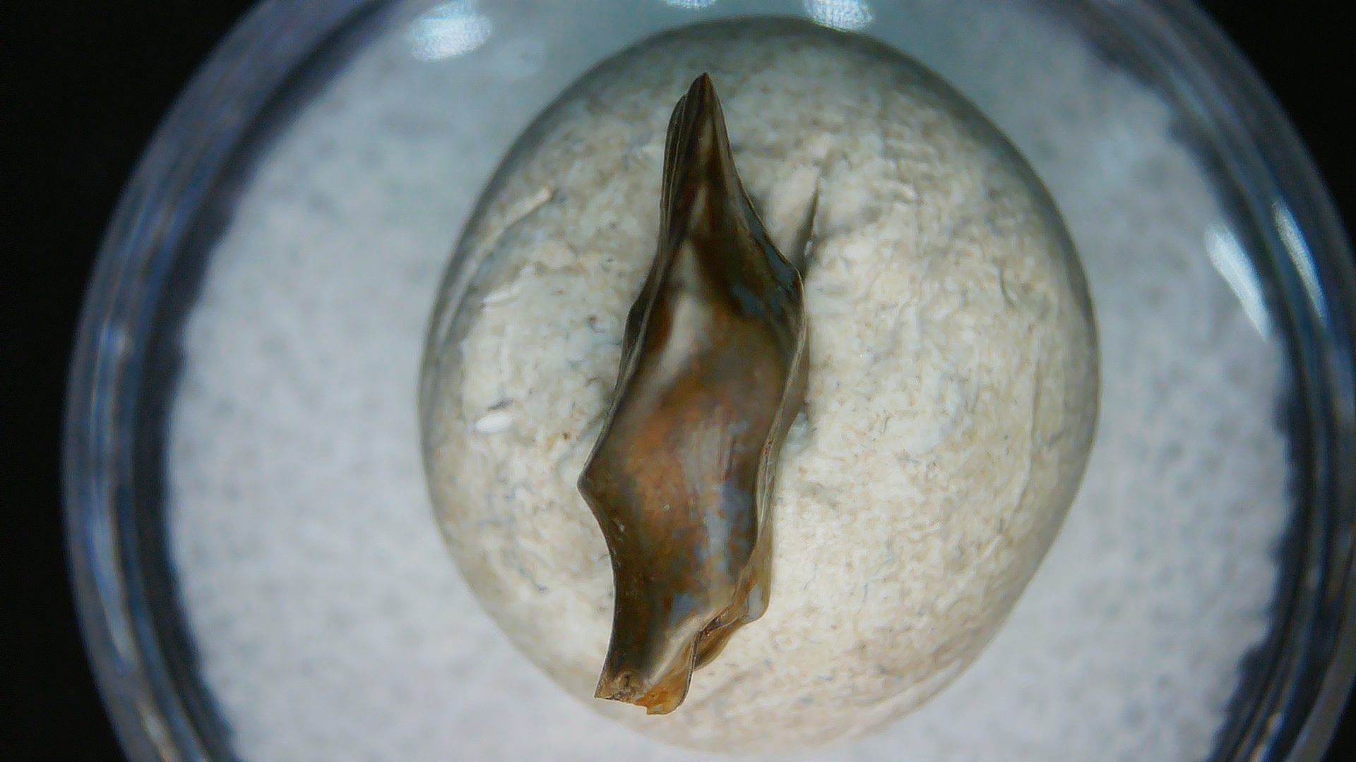 Montana Cretaceous Judith River Ankylosaurus Tooth 79c | Fossils for Sale Genuine Cretaceous Age Judith River Ankylosaurus Dinosaur Tooth Fossil for Sale from Montana #79c