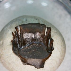 Genuine Cretaceous Age Judith River Ankylosaurus Dinosaur Tooth Fossil for Sale from Montana #80