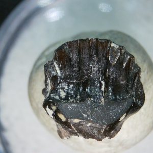 Genuine Cretaceous Age Judith River Ankylosaurus Dinosaur Tooth Fossil for Sale from Montana #81