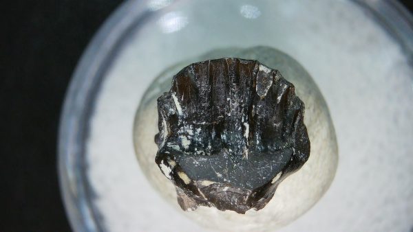 Genuine Cretaceous Age Judith River Ankylosaurus Dinosaur Tooth Fossil for Sale from Montana #81