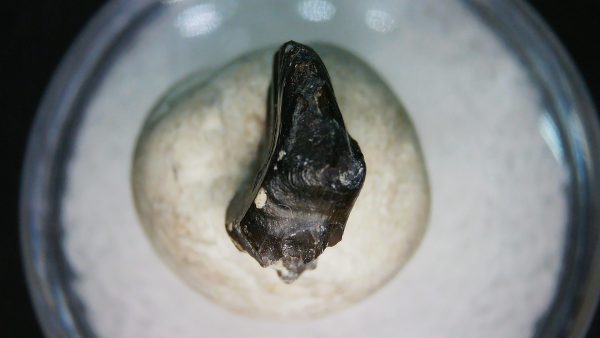 Genuine Cretaceous Age Judith River Ankylosaurus Dinosaur Tooth Fossil for Sale from Montana #81a