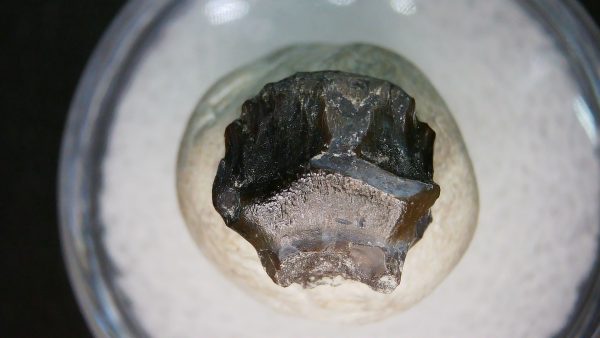Genuine Cretaceous Age Judith River Ankylosaurus Dinosaur Tooth Fossil for Sale from Montana #81b