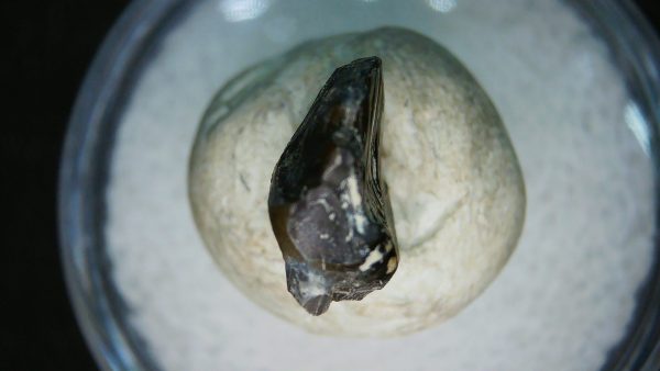 Genuine Cretaceous Age Judith River Ankylosaurus Dinosaur Tooth Fossil for Sale from Montana #81c