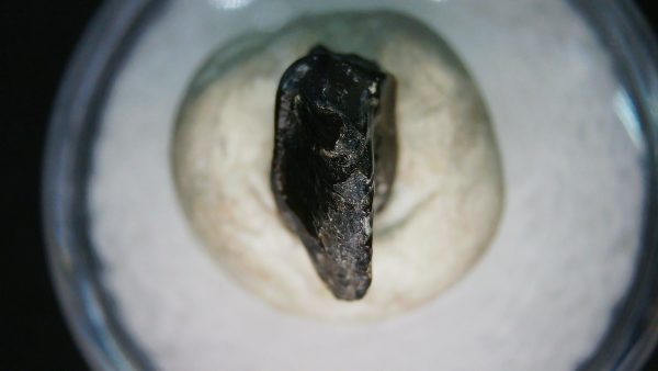 Genuine Cretaceous Age Judith River Ankylosaurus Dinosaur Tooth Fossil for Sale from Montana #81d