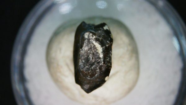 Genuine Cretaceous Age Judith River Ankylosaurus Dinosaur Tooth Fossil for Sale from Montana #81e