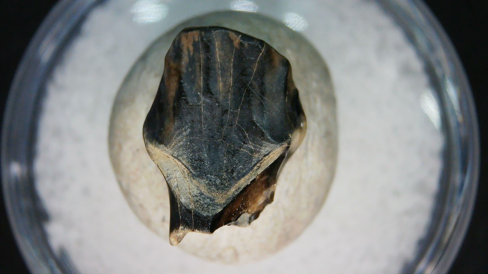 Montana Cretaceous Judith River Ankylosaurus Tooth 82 | Fossils for Sale Genuine Cretaceous Age Judith River Ankylosaurus Dinosaur Tooth Fossil for Sale from Montana #82