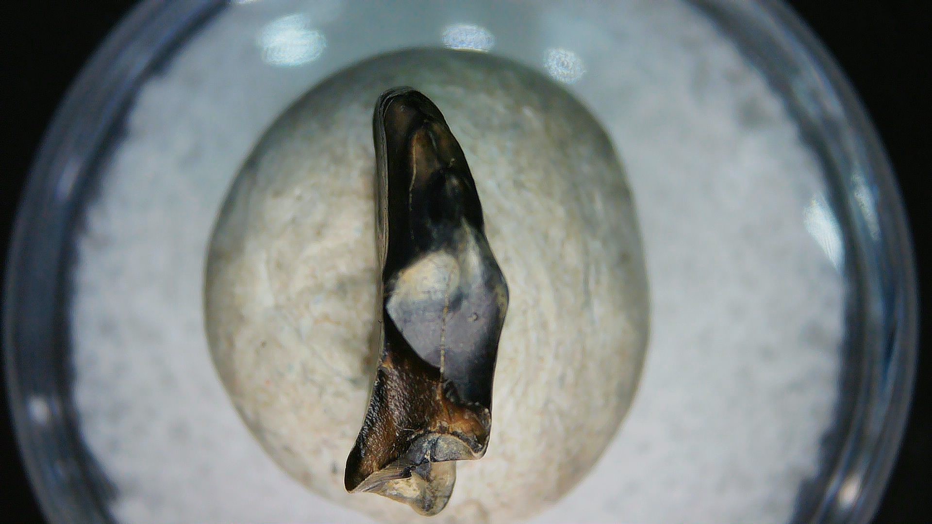 Montana Cretaceous Judith River Ankylosaurus Tooth 82a | Fossils for Sale Genuine Cretaceous Age Judith River Ankylosaurus Dinosaur Tooth Fossil for Sale from Montana #82a